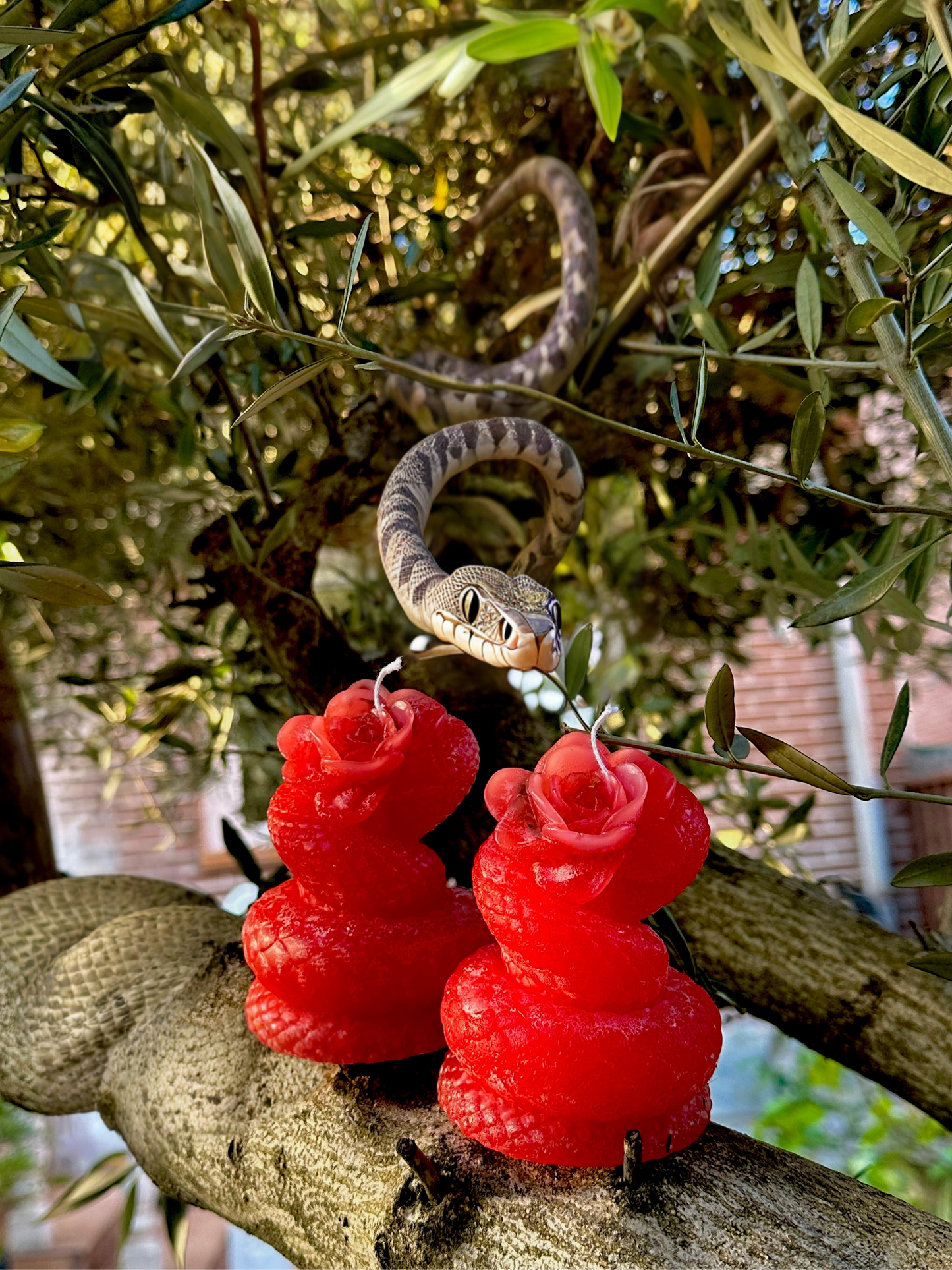 Vela del Fruto Prohibido ♥️ (para generar deseo y atracción masiva)